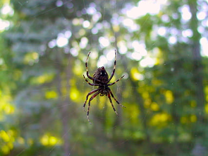 aranya, finestra, web, teranyina, part inferior, aràcnids, aracnofobia, cames, naturalesa, orb-weaver, fauna animal, invertebrat, animals a la natura, insecte, temes d'animals, animal, un animal, primer pla, cap gent, artròpode, fragilitat, dia, centrar-se en primer pla, a l'aire lliure, zoologia, planta, cames d’animal, 1080P, CC0, domini públic, lliure de regalies