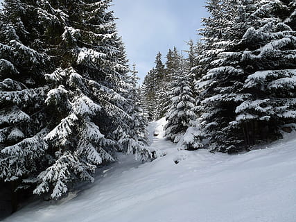 vinter, Skov, træer, kold, vinterlige, backcountry ski, vinter skov, sne, træ, kold temperatur, plante, skønhed i naturen, dækker, jord, natur, scenics - natur, ro, dag, hvid farve, Frosset, rolig scene, ikke-urbane scene, ingen mennesker, himmel, fyrretræ, udendørs, nåletræ, snedækket bjerg, 4K, CC0, offentligt domæne, royaltyfrie