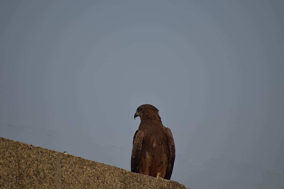 cometa, prendre el sol, ocell, depredador, temes d'animals, animal, vertebrats, un animal, fauna animal, animals a la natura, còpia espai, rapinyaire, posat, cel, cap gent, dia, naturalesa, a l'aire lliure, cel clar, zoologia, funció de construcció de parets, mur de contenció, mirant, àguila, 5K