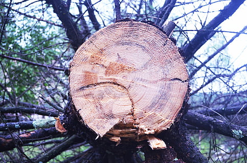 prsten, čas, soustředné kruhy, světlo, kořeny stromů, stáří, evidence, strom, kmen stromu, log, odlesňování, větev, den, dřevo, les, detail, Příroda, zaměřit se na popředí, dřevo - materiál, rostlina, přistát, texturou, nikdo, otázky životního prostředí, kufr, dřevařský průmysl, kůra, venku, strom prsten, 2K, CC0, veřejná doména, bez autorských práv