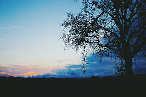 black, leafless tree, blue, sky, tree, shadow, horizon, clouds, dark, sunset, nature, tranquility, beauty in nature, scenics, tranquil scene, silhouette, no people, outdoors, plant, scenics - nature, cloud - sky, landscape, environment, land, non-urban scene, branch, field, idyllic, 5K, CC0, public domain, royalty free
