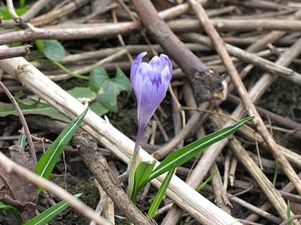 croco, natura, primavera, flora, giardino, fiore, viola, verde, naturale, stagione, botanica, libro rosso, Foto, pianta, pianta fiorita, fragilità, bellezza nella natura, crescita, vulnerabilità, freschezza, petalo, iris, avvicinamento, infiorescenza, nessuno, testa di fiore, giorno, terra, campo, all'aperto, 2K, CC0, dominio pubblico, privo di copyright