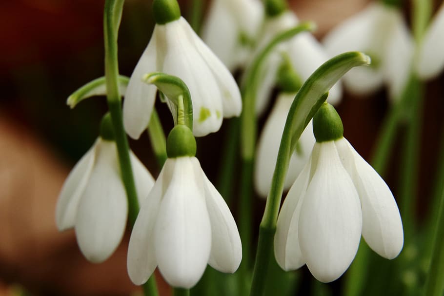 snowdrop, flors, primavera, blanc, naturalesa, tancar, planta, floració primerenca, signes de la primavera, flor, tulipa, pètal, primer pla, frescor, cap de flor, planta amb flors, fragilitat, Color blanc, vulnerabilitat, bellesa a la natura, creixement, centrar-se en primer pla, cap gent, inflorescència, enfocament selectiu, color verd, dia, 5K