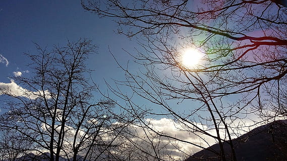 sol, træer, ray, himmel, skyer, natur, træ, Skov, vinter, udendørs, afdeling, lav vinkel visning, bare træ, plante, sollys, ingen mennesker, skønhed i naturen, ro, linseflare, dag, solstråle, silhuet, scenics - natur, vækst, rolig scene, lyse, 2K, CC0, offentligt domæne, royaltyfrie