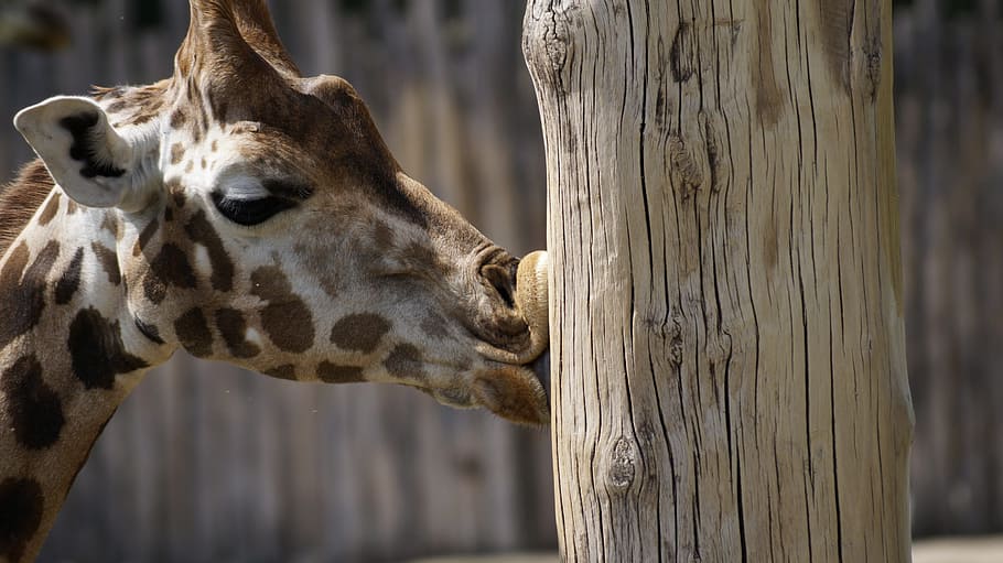 petons, marró, tronc de l'arbre, girafa, zoo, Leipzig, dia, un animal, temes d'animals, cap gent, fauna animal, a l'aire lliure, animal, mamífer, centrar-se en primer pla, part del cos dels animals, arbre, primer pla, cap d’animals, animals a la natura, tronc, material de fusta, herbívors, vista del perfil, coll d'animals, 5K