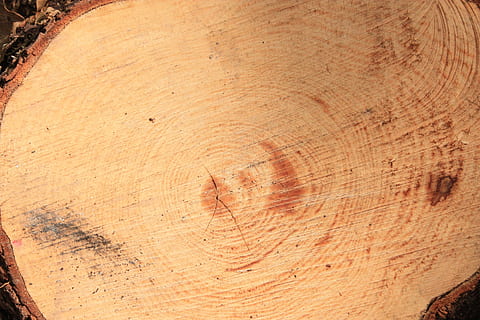 romp, droog, boom, structuur, hout, droog, boom, droge boom, detailopname, geen mensen, natuur, concentrisch, boomring, hout - materiaal, getextureerde, achtergronden, bruin, patroon, volledig kader, dag, schors, boomstronk, houtnerf, ruw, hoge hoekmening, fabriek, Bos, boomstam, kattebelletje, 4K, CC0, publiek domein, royaltyvrij