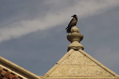 uccello, altezza, prospettiva, vertebrato, animale, architettura, temi animali, nessuno, animali allo stato selvatico, un animale, giorno, cielo, fauna selvatica, natura, Inquadratura dal basso, appollaiati, nuvola - cielo, scultura, struttura costruita, arte e artigianato, statua, all'aperto, 5K, CC0, dominio pubblico, privo di copyright