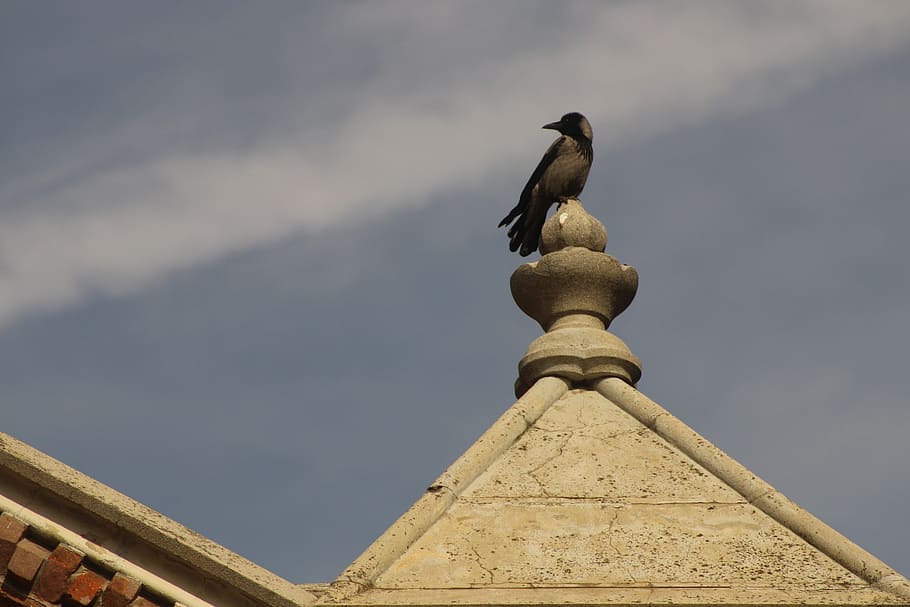 uccello, altezza, prospettiva, vertebrato, animale, architettura, temi animali, nessuno, animali allo stato selvatico, un animale, giorno, cielo, fauna selvatica, natura, Inquadratura dal basso, appollaiati, nuvola - cielo, scultura, struttura costruita, arte e artigianato, statua, all'aperto, 5K
