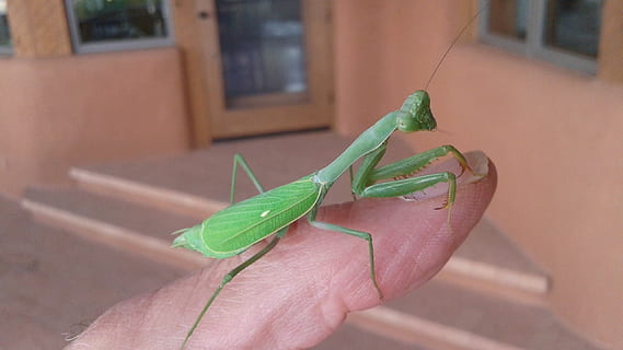 Insekt, Fehler, Raubtier, Grün, Gottesanbeterin, Tier, Natur, Tierwelt, Fleischfresser, Tierbein, menschliches Körperteil, ein Tier, grüne Farbe, menschliche Hand, Hand, eine Person, wirbellos, Heuschrecke, Nahansicht, Tiere in freier Wildbahn, Fokus auf den Vordergrund, halten, Körperteil, Tag, Finger, klein, menschliches Glied, 2K, CC0, gemeinfrei, lizenzfrei