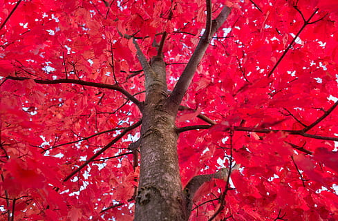 roter Laubbaum, rot, Baum, Ahorn, Herbst, Laub, Kofferraum, Dekoration, Natur, Ast, Farbe, festlich, Wald, hell, fallen, glücklich, bunt, Oktober, Jahreszeit, Blatt, das Erntedankfest, draußen, Gelb, Hintergründe, Pflanze, Flachwinkelansicht, Baumstamm, keine Leute, Wachstum, Veränderung, Schönheit in der Natur, Tag, Ahornbaum, Frische, Frühling, Pflanzenteil, Ahornblatt, Kirschblüte, direkt darunter, Baumkrone, 5K, CC0, gemeinfrei, lizenzfrei