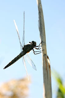 insectă, aripă, a zbura, primăvară, macro, culoare, colorate, închide, aripi, frumos, fundal, vară, grădină, animal, frunzele sunt, frumuseţe, în aer liber, natură, plantă, colorat, viteză, elice, peisaj, flori, libelulă, animale sălbatice, animale tematice, animale în sălbăticie, un animal, nevertebrat, cer, nici o persoana, să se concentreze asupra primelor elemente, zi, vedere unghiulară joasă, a închide, animal aripă, animale vertebrate, albastru, copac, 4K