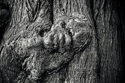træ, bark, log, natur, stamme, Skov, struktur, knothole, tæt, gammel, baggrund, knudrede, mønster, forvitret, korn, træstruktur, gammelt træ, nuancer af brun, forvitring, sort hvid, sort og hvid, sort, hvid, sw, bagagerum, træstamme, tekstureret, ru, plante, træ - materiale, tæt på, ingen mennesker, baggrunde, dag, naturligt mønster, fuld ramme, udendørs, vækst, fokus på forgrunden, knust træ, tekstureret effekt, 4K, CC0, offentligt domæne, royaltyfrie