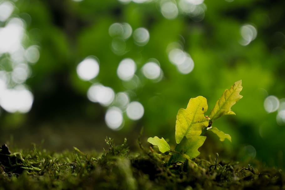 arbre, naturalesa, full, estiu, focus, evolució, primavera, planta, creixement, color verd, primer pla, bellesa a la natura, camp, terra, fragilitat, vulnerabilitat, cap gent, enfocament selectiu, dia, frescor, part de la planta, flor, a l'aire lliure, groc, herba, 4K