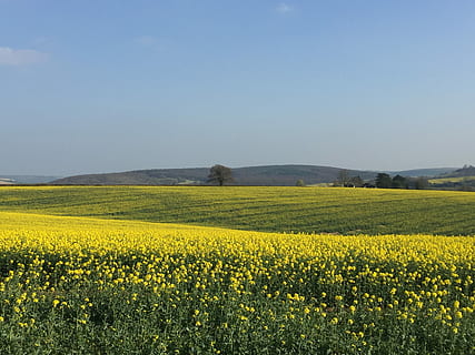 violació, camp, groc, cel, agricultura, cultiu, escena rural, colza, bellesa a la natura, flor, planta, paisatge, terra, planta amb flors, naturalesa, escenics - natura, cap gent, medi ambient, tranquil·litat, escena tranquil·la, frescor, a l'aire lliure, primavera, 2K, CC0, domini públic, lliure de regalies