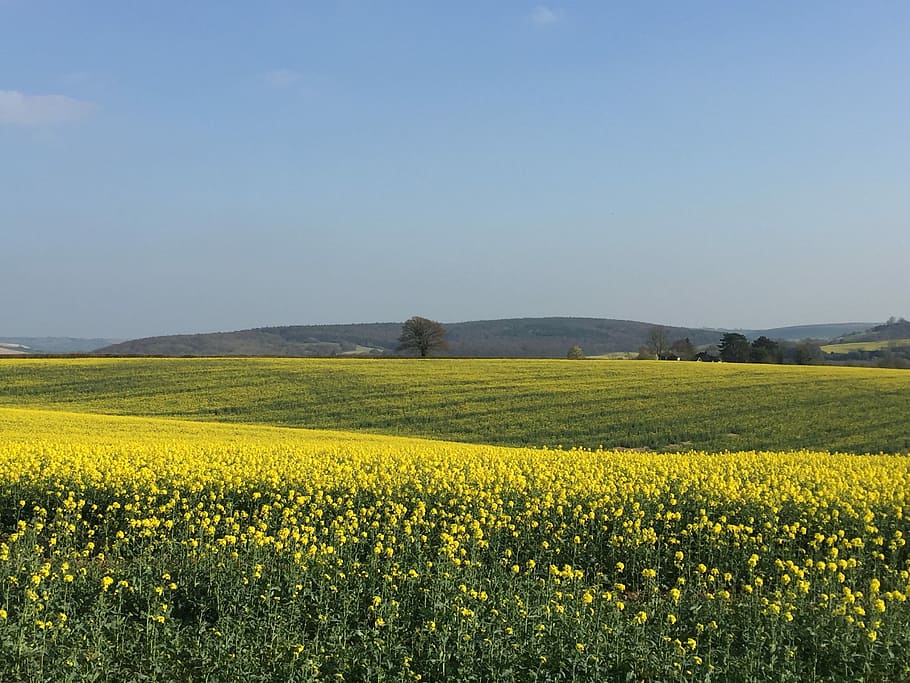 violació, camp, groc, cel, agricultura, cultiu, escena rural, colza, bellesa a la natura, flor, planta, paisatge, terra, planta amb flors, naturalesa, escenics - natura, cap gent, medi ambient, tranquil·litat, escena tranquil·la, frescor, a l'aire lliure, primavera, 2K