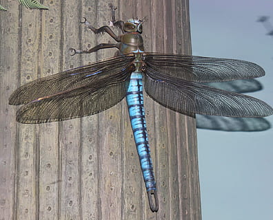selectiu, focalitzar la fotografia, negre, blau, libèl·lula, posat, marró, superfície de fusta, insecte, gegant, error, vida salvatge, meganeura, fauna, animal, temes d'animals, animals a la natura, invertebrat, material de fusta, fauna animal, un animal, ala dels animals, primer pla, cap gent, dia, naturalesa, centrar-se en primer pla, a l'aire lliure, patró natural, zoologia, bellesa a la natura, papallona - insecte, 720P, CC0, domini públic, lliure de regalies