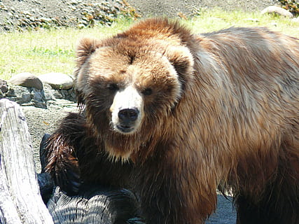 Braunbär, Sofia Zoo, Tier, Tierthemen, Säugetier, ein Tier, Tierwelt, Bär, Wirbeltier, Tiere in freier Wildbahn, Tag, keine Leute, Natur, Zoo, Haar, Tierhaar, Fokus auf den Vordergrund, draußen, braun, Tiere in Gefangenschaft, Land, 2K, CC0, gemeinfrei, lizenzfrei