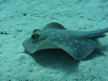 ratlles tacades blaves, raigs, mar, Egipte, Mar Roig, temes d'animals, animals a la natura, la vida marina, animal, aigua, sota l'aigua, stingray, un animal, peix, marí, fauna animal, nedar, submarí, tacat, sorra, cap gent, naturalesa, terra, a l'aire lliure, 4K, CC0, domini públic, lliure de regalies