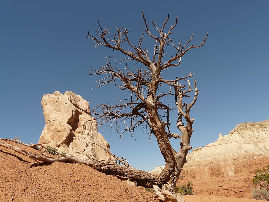 marcir, arbre, rock, sec, sequera, àrid, pedra, sorra, desert, naturalesa, fusta, pi, escenics - natura, cel, bellesa a la natura, paisatge, arbre nu, terra, clima, sòlid, medi ambient, clima àrid, rock - object, tranquil·litat, escena no urbana, planta, cel clar, escena tranquil·la, cap gent, a l'aire lliure, semiàrid, planta morta, erosionat, 2K