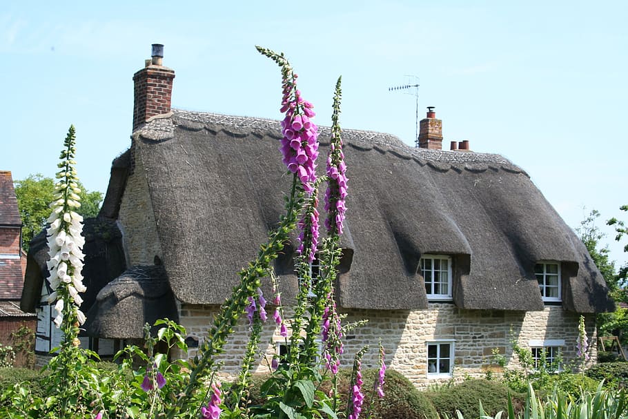 sommerhus, stråtag, hus, bygget struktur, bygning udvendig, arkitektur, bygning, natur, plante, himmel, blomstrende plante, blomst, ingen mennesker, dag, vækst, udendørs, lav vinkel visning, boligområde, sollys, lilla, jord, tag, 2K