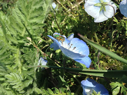 Fehler, Blume, Insekt, Natur, Frühling, Garten, klein, Tierwelt, blühen, Pollen, Biene, Pflanze, blühende Pflanze, Wachstum, Frische, Blütenblatt, Schönheit in der Natur, Zerbrechlichkeit, Verletzlichkeit, Nahansicht, Blütenkopf, Blütenstand, Blau, Blatt, Tag, keine Leute, Pflanzenteil, Fokus auf den Vordergrund, grüne Farbe, lila, draußen, Iris, Iris - Pflanze, 2K, CC0, gemeinfrei, lizenzfrei