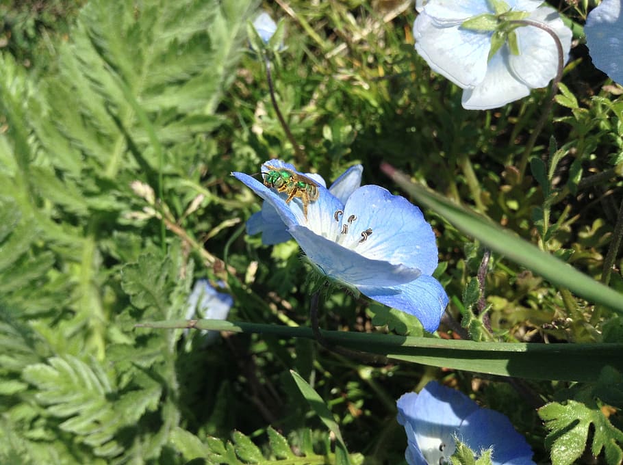 Fehler, Blume, Insekt, Natur, Frühling, Garten, klein, Tierwelt, blühen, Pollen, Biene, Pflanze, blühende Pflanze, Wachstum, Frische, Blütenblatt, Schönheit in der Natur, Zerbrechlichkeit, Verletzlichkeit, Nahansicht, Blütenkopf, Blütenstand, Blau, Blatt, Tag, keine Leute, Pflanzenteil, Fokus auf den Vordergrund, grüne Farbe, lila, draußen, Iris, Iris - Pflanze, 2K