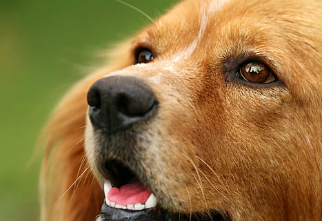 poc profund, focus, marró, gos, ulls, vista, nas, macro, cadascun, fidelitat, vistes, el millor amic de l’home, guàrdies, cacera, refugi, mascotes, animal, caní, bonic, gos de pura raça, retriever, mirant, mamífer, un animal, temes d'animals, nacional, animals domèstics, part del cos dels animals, cap d’animals, primer pla, centrar-se en primer pla, cap gent, mirant cap a fora, retrat, vertebrats, dia, panteixant, ull d’animals, bigotis, musell, boca oberta, nas animal, boca d’animals, 2K, CC0, domini públic, lliure de regalies