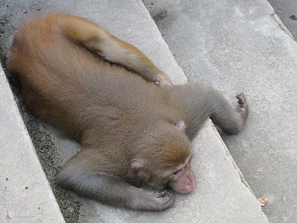 monkey, macaque, afraid, animal, fauna, primates, stairs, lay, animal themes, mammal, relaxation, one animal, no people, sleeping, high angle view, animal wildlife, animals in the wild, pig, vertebrate, primate, day, resting, lying down, young animal, outdoors, close-up, animal family, baboon, 2K, CC0, public domain, royalty free