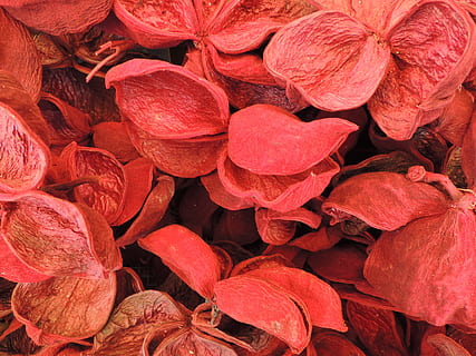 Colored, Nutshell, Dried, red, full frame, no people, food and drink, backgrounds, close-up, freshness, abundance, large group of objects, day, nature, food, fruit, beauty in nature, outdoors, healthy eating, flower, still life, leaf, high angle view, 4K, CC0, public domain, royalty free