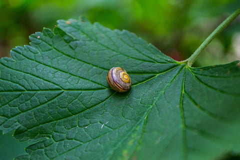 blad, snegl, tæt, skal, plante del, hvirvelløse, dyreliv, tæt på, mollusk, grøn farve, havsnegle, dyr, dyre temaer, bladvenen, natur, ingen mennesker, dyreskal, dyr i naturen, plante, et dyr, dag, udendørs, blade, lille, 4K, CC0, offentligt domæne, royaltyfrie