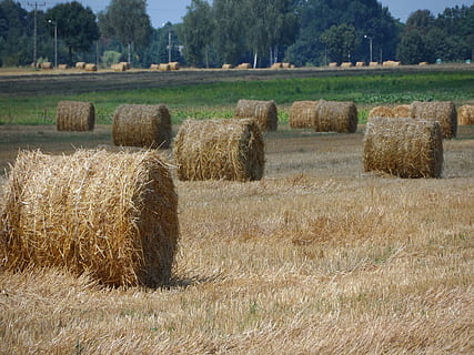 straw, bale, field, agriculture, hay, rural Scene, nature, farm, harvesting, summer, crop, yellow, outdoors, rolled Up, wheat, landscape, plant, land, haystack, tranquility, environment, tranquil scene, grass, scenics - nature, no people, 4K, CC0, public domain, royalty free