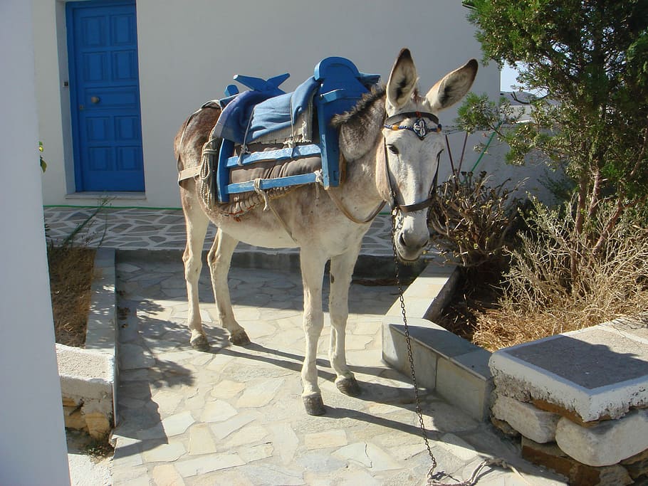 Greece, Donkey, Ios, animal themes, day, cold temperature, no people, domestic animals, outdoors, animal, mammal, domestic, pets, vertebrate, working animal, sunlight, nature, one animal, animal wildlife, livestock, architecture, plant, built structure, horse, herbivorous, 2K