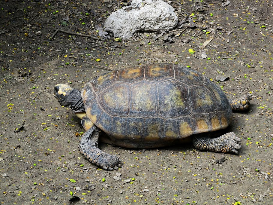 tortuga, rèptil, shell, vida salvatge, naturalesa, sota l'aigua, salvatge, animal, nedar, mar, aigua, closca d’animals, fauna animal, temes d'animals, animals a la natura, un animal, vertebrats, cap gent, terra, dia, vista d’angle alt, closca de tortuga, a l'aire lliure, longitud completa, camp, marí, 1080P