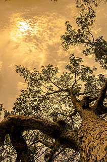 green trees, tree, trunk, tall, forest, woods, wood, bark, sky, nature, outdoors, sepia, growing, branches, low angle view, no people, animal wildlife, one animal, branch, day, plant, cloud - sky, beauty in nature, tranquility, growth, scenics - nature, tranquil scene, tree trunk, sunset, non-urban scene, land, 4K, CC0, public domain, royalty free
