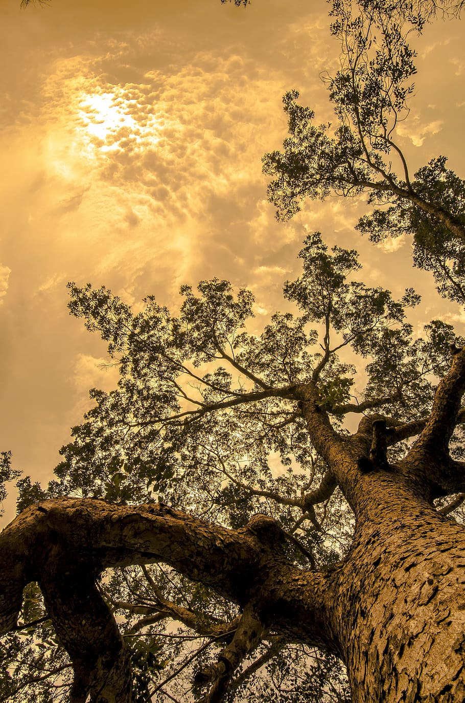 grüne Bäume, Baum, Kofferraum, hoch, Wald, Holz, Borke, Himmel, Natur, draußen, Sepia, wachsend, Geäst, Flachwinkelansicht, keine Leute, Tierwelt, ein Tier, Ast, Tag, Pflanze, wolke - himmel, Schönheit in der Natur, Ruhe, Wachstum, Szenen - Natur, ruhige Szene, Baumstamm, Sonnenuntergang, Nicht-städtische Szene, Land, 4K