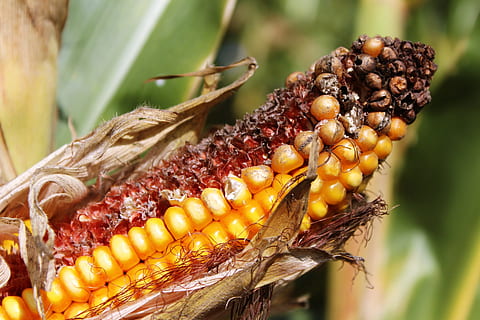 Mais, Maiskolben, Kornfeld, Feld, Kolben, Gelb, Gemüse, Maispflanze, Herbst, Ernte, Pflanze, Natur, Futtermais, Maisernte, Essen, Maiskörner, trocken, Widerrist, Lebensmittel, Erntezeit, Süss, reif, schließen, Essen und Trinken, Nahansicht, wirbellos, Tiere in freier Wildbahn, keine Leute, Fokus auf den Vordergrund, Insekt, gesundes Essen, Tierthemen, Tier, Tierwelt, Tag, Frische, draußen, 4K, CC0, gemeinfrei, lizenzfrei