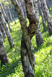 mesteacăn, interconectate, copac, pădure, parc, peisaj, natură, vedere, total, frumuseţe, plantă, trunchi de copac, trompă, creştere, să se concentreze asupra primelor elemente, teren, iarbă, nici o persoana, zi, în aer liber, frumusețe în natură, lumina soarelui, Culoarea verde, camp, a închide, liniște, 5K, CC0, domeniu public, fără drepturi de autor