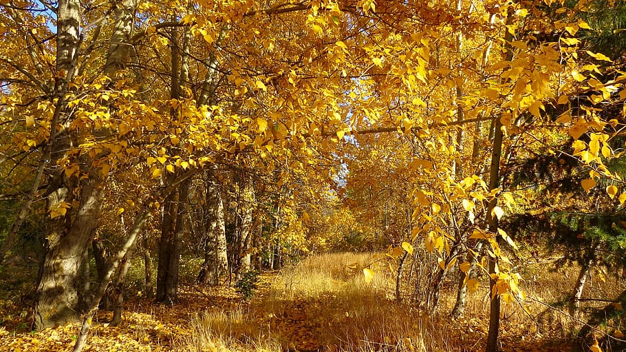 gul, træer, dag tid, grene, lyse, dagslys, miljø, Skov, græs, landskab, blade, natur, udendørs, parkere, scene, naturskøn, efterår, træ, skønhed i naturen, plante, lave om, jord, ro, ingen mennesker, vækst, orange farve, plante del, blad, dag, afdeling, scenics - natur, rolig scene, efterårssamling, naturlig tilstand, 4K