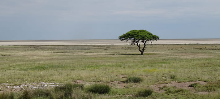 namibia, etosha, träd, landskap, öken-, lone tree, fält, natur, gräs, lugn, växt, himmel, miljö, landa, horisont, scenics - natur, lugn plats, horisont över land, skönhet i naturen, dag, inget folk, icke-urbana scenen, enda träd, utomhus, halvtorrt, klimat, torrt klimat, 5K, CC0, offentligt domän, royaltyfria