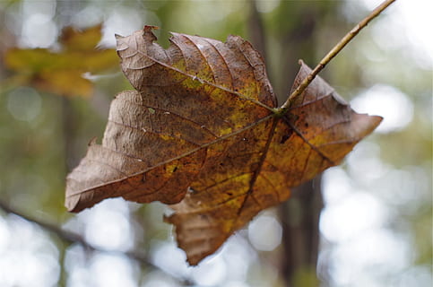 fallendes Blatt, Herbst, fallen, Natur, Jahreszeit, Orange, Baum, Ahorn, saisonal, Wald, Park, braun, draußen, Umgebung, Pflanzenteil, Blatt, Nahansicht, Veränderung, Blattvene, Pflanze, trocken, Fokus auf den Vordergrund, Tag, keine Leute, Zerbrechlichkeit, Verletzlichkeit, Schönheit in der Natur, kalte Temperatur, Blätter, natürlicher Zustand, Herbstkollektion, Ahornblatt, 1080P, CC0, gemeinfrei, lizenzfrei