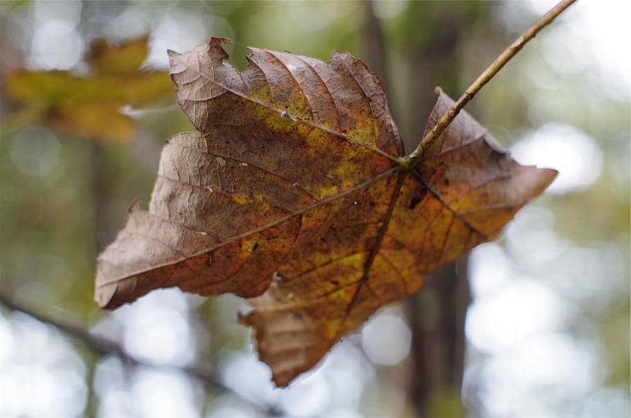 fallendes Blatt, Herbst, fallen, Natur, Jahreszeit, Orange, Baum, Ahorn, saisonal, Wald, Park, braun, draußen, Umgebung, Pflanzenteil, Blatt, Nahansicht, Veränderung, Blattvene, Pflanze, trocken, Fokus auf den Vordergrund, Tag, keine Leute, Zerbrechlichkeit, Verletzlichkeit, Schönheit in der Natur, kalte Temperatur, Blätter, natürlicher Zustand, Herbstkollektion, Ahornblatt, 1080P