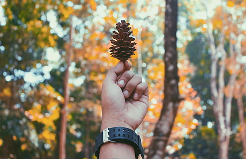 selektif, fotografi fokus, orang, memegang, kerucut pinus coklat, mengenakan, hitam, menonton, conifer cone, pinus, hutan, kerucut pinus, kerucut, kuning, tangan, jatuh, musim gugur, bagian tubuh manusia, tangan manusia, satu orang, pohon, fokus pada latar depan, alam, menanam, bagian tubuh, hari, perspektif pribadi, bagian tanaman, jari, daun, jari manusia, perubahan, di luar rumah, anggota tubuh manusia, 4K, CC0, domain publik, bebas royalti