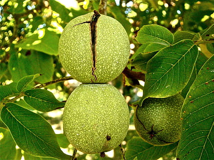 redondo, verde, frutas, colgado, árbol, Fruta, nueces, nuez, vegetal, naturaleza, hoja, color verde, parte de la planta, planta, crecimiento, de cerca, comida, alimentación saludable, nadie, comida y bebida, centrarse en primer plano, día, al aire libre, rama, frescura, colgando, belleza en la naturaleza, maduro, 4K, CC0, dominio público, libre de derechos