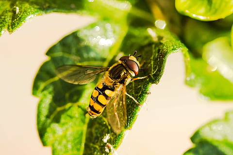 yellow, black, bee, green, leaf, hover fly, insect, animal, fly, mist bee, sitting on a leaf, rest, nature, animal themes, animal wildlife, invertebrate, animals in the wild, one animal, close-up, green color, focus on foreground, plant, plant part, no people, day, animal wing, outdoors, beauty in nature, selective focus, pollination, 4K, CC0, public domain, royalty free