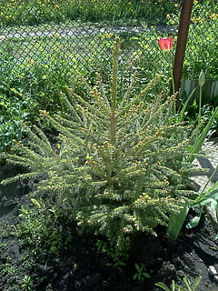Sapin de Noël, arbre, petit, plante, croissance, couleur verte, la nature, journée, personne, beauté dans la nature, feuille, partie de la plante, terre, en plein air, champ, fermer, lumière du soleil, tranquillité, plante succulente, cactus, botanique, vue grand angle, pépinière, 1080P, CC0, domaine public, libre de droits