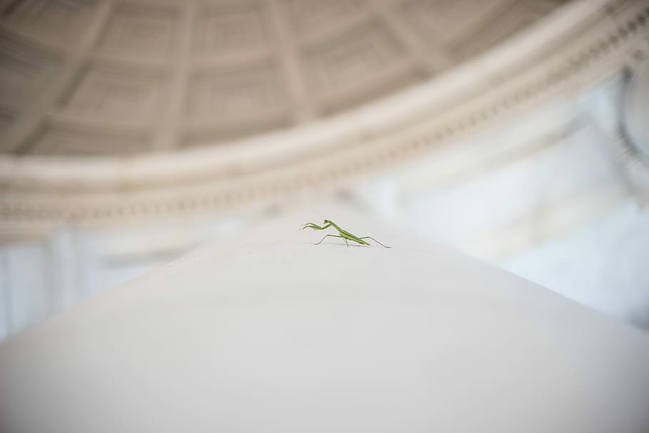 Llagosta, gris, tèxtil, Mantis religiosa, error, blanc, paret, cúpula, sostre, arquitectura, d.c., Washington, Washington dc., memorial de jefferson, resant manti, insecte, invertebrat, animal, temes d'animals, un animal, primer pla, fauna animal, animals a la natura, a l'interior, enfocament selectiu, centrar-se en primer pla, cap gent, dia, còpia espai, vista d’angle baix, macro, petit, a la vora de, 5K