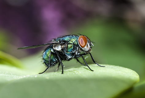 Mucha, insekt, makro, vinger, et dyr, dyr i naturen, dyre temaer, dyreliv, dag, hvirvelløse, dyr, tæt på, selektiv fokusering, blad, plante del, flyve, natur, dyrefløj, plante, grøn farve, ingen mennesker, skønhed i naturen, udendørs, dyr øje, blomst, 2K, CC0, offentligt domæne, royaltyfrie