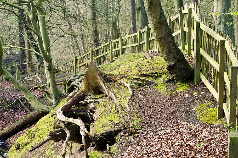foresta, albero, ramo, ramoscello, alberi, viaggio, le stagioni, primavera, autunno, natura, sfondo, recinto, giorno, all'aperto, nessuno, tronco d'albero, pianta, tronco, terra, crescita, la tranquillità, colore verde, muschio, bosco, scena tranquilla, bellezza nella natura, direzione, parte vegetale, 1080P