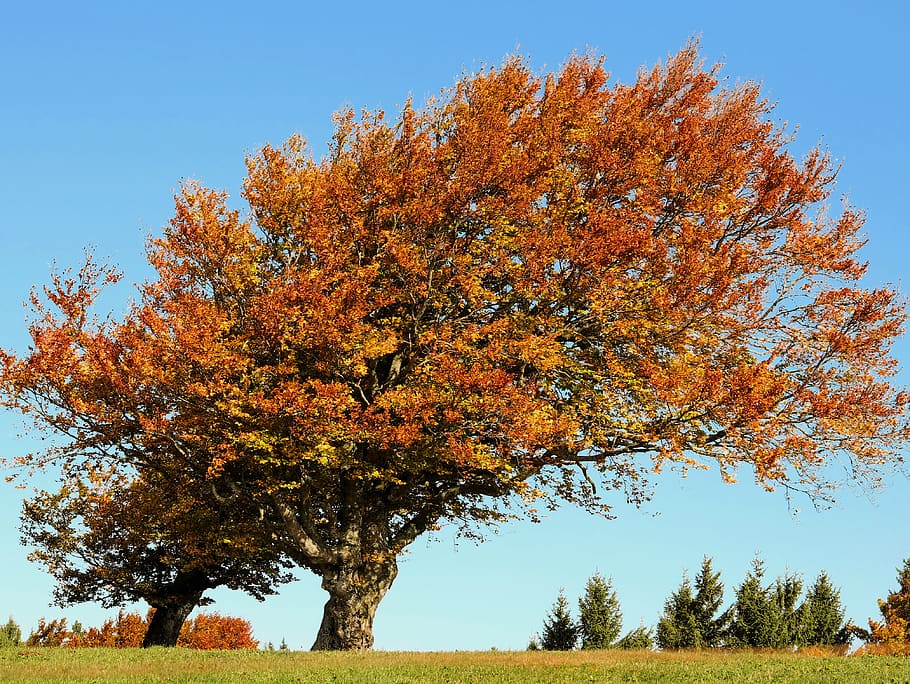 foglie di arancio, albero, faggio, autunno, albero deciduo, vecchio albero, nodoso, le foglie, colorato, giallo, d'oro, rosso, colori autunnali, pittoresco, autunno dorato, autunno da colorare umore autunnale, emergere, sole, foglia autunnale, colorazione, umore, luce del sole, cielo, blu, natura, libro del vento, Schauinsland, foresta Nera, pianta, modificare, bellezza nella natura, colore arancione, crescita, la tranquillità, giorno, cielo sereno, scenics - natura, nessuno, ramo, terra, scena tranquilla, all'aperto, foglia, campo, 4K