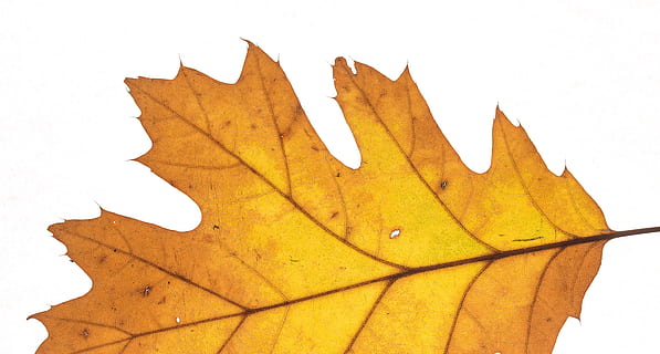 leaves, leaf, fall foliage, back light, plant part, autumn, change, leaf vein, maple leaf, nature, close-up, no people, yellow, day, white background, maple tree, outdoors, dry, plant, fragility, tree, natural pattern, natural condition, fall, 2K, CC0, public domain, royalty free